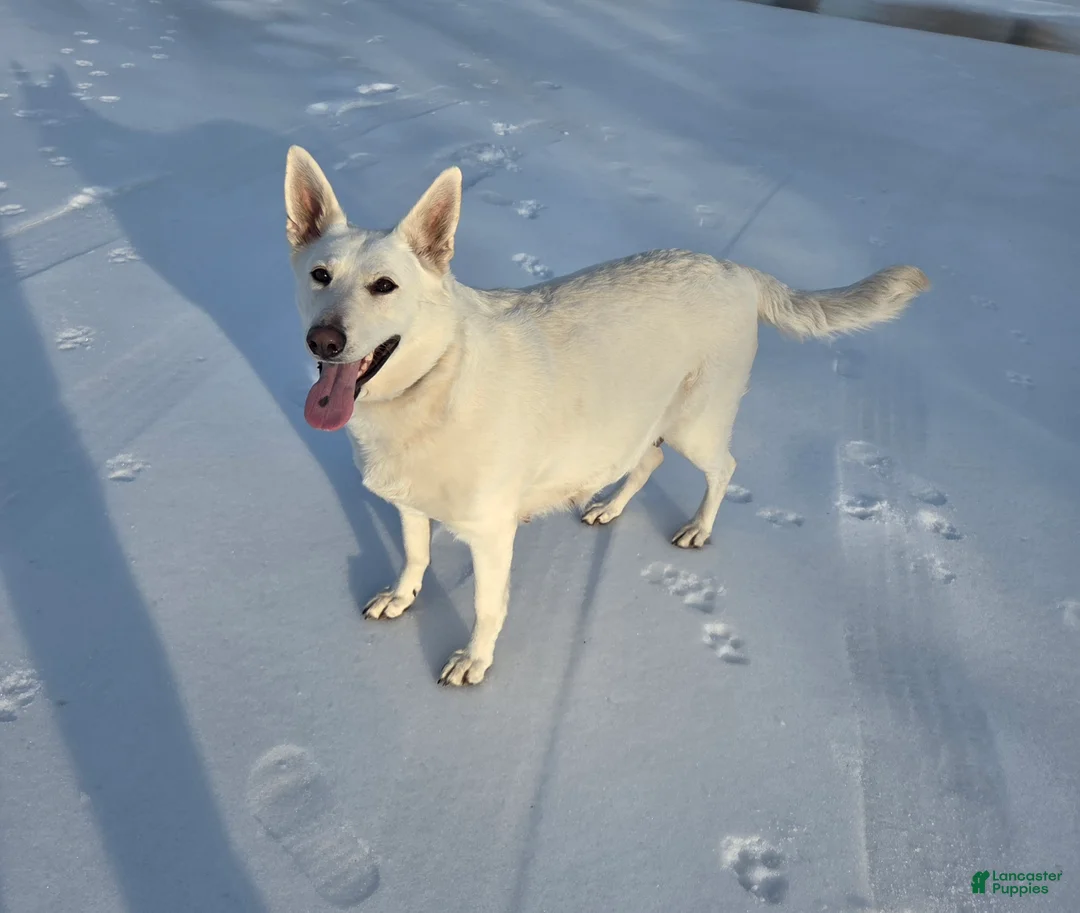 German Shepherd dogs for sale: German Shepherd Puppy 5 - Ad 5