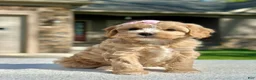 Cavapoo dogs for sale: Ginger - Ad 5