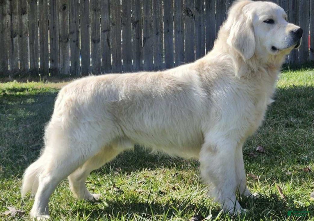 Golden Retriever dogs for sale: Samson - Ad 8