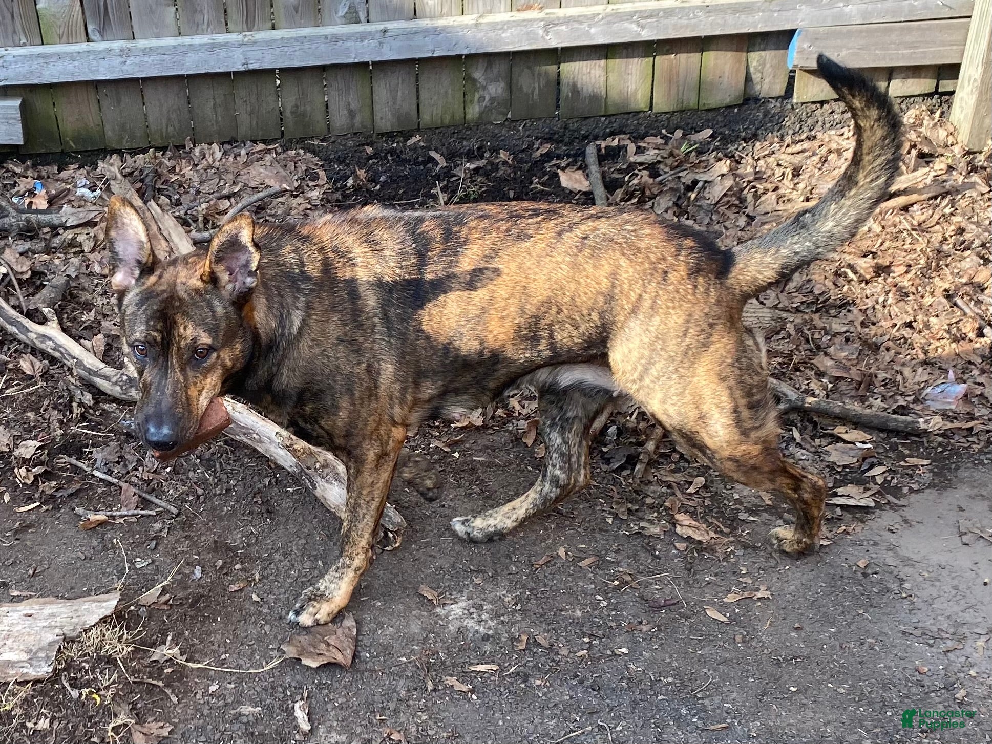 Mixed Breed dogs BLUE - Ad 2