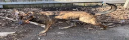 Mixed Breed dogs for sale: GREEN - Ad 2