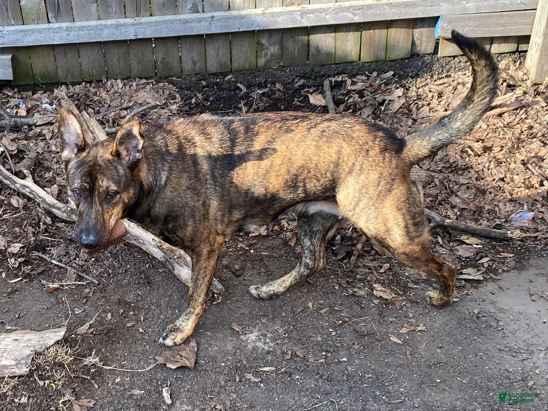 Mixed Breed dogs for sale: GREEN - Ad 2