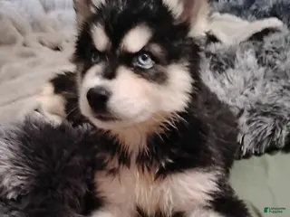 Siberian Husky dogs Nicholas - Ad 33