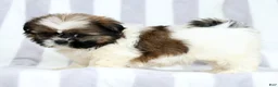 Shih Tzu dogs for sale: Skye - Ad 3