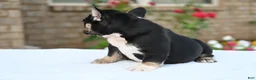 French Bulldog dogs for sale: Kay kay - Ad 3