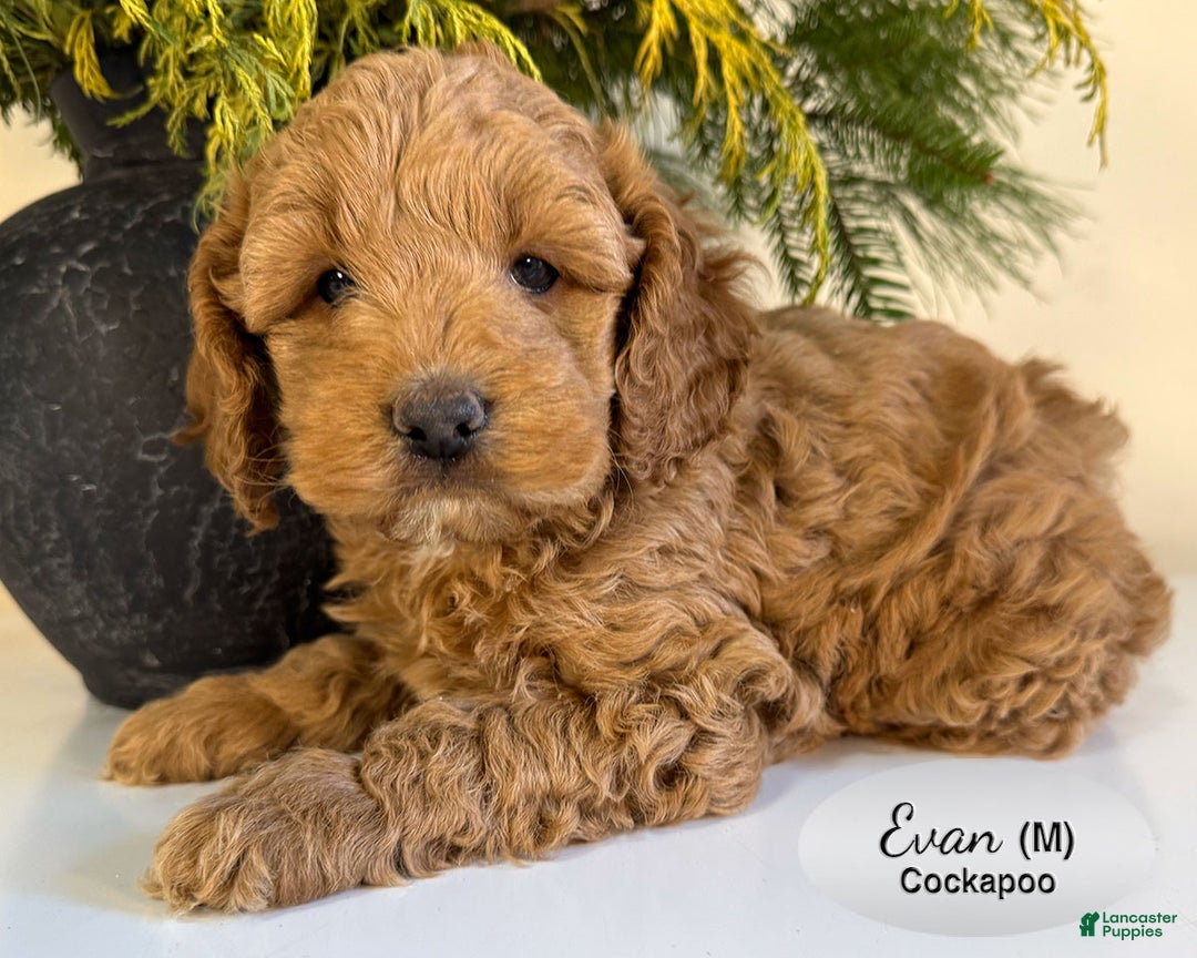 Cockapoo dogs for sale: Evan - Ad 4