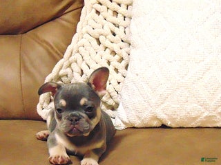 French Bulldog dogs Tesla - Ad 41