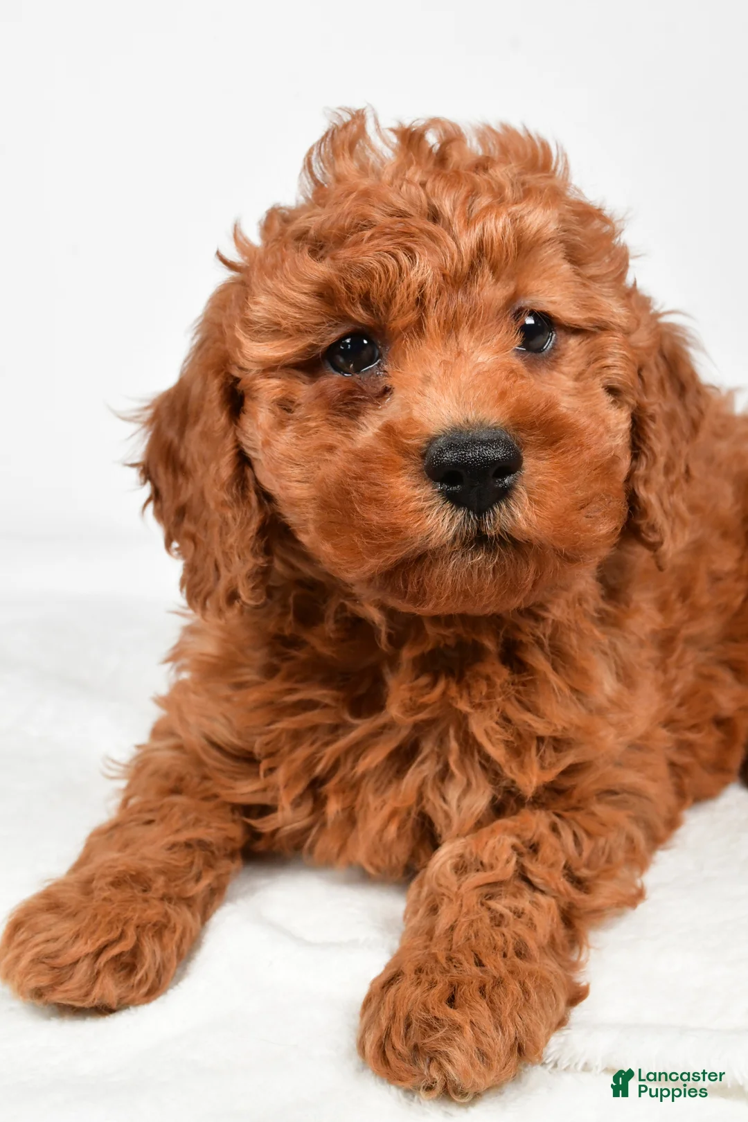Miniature Poodle dogs for sale: Bentley - Ad 8