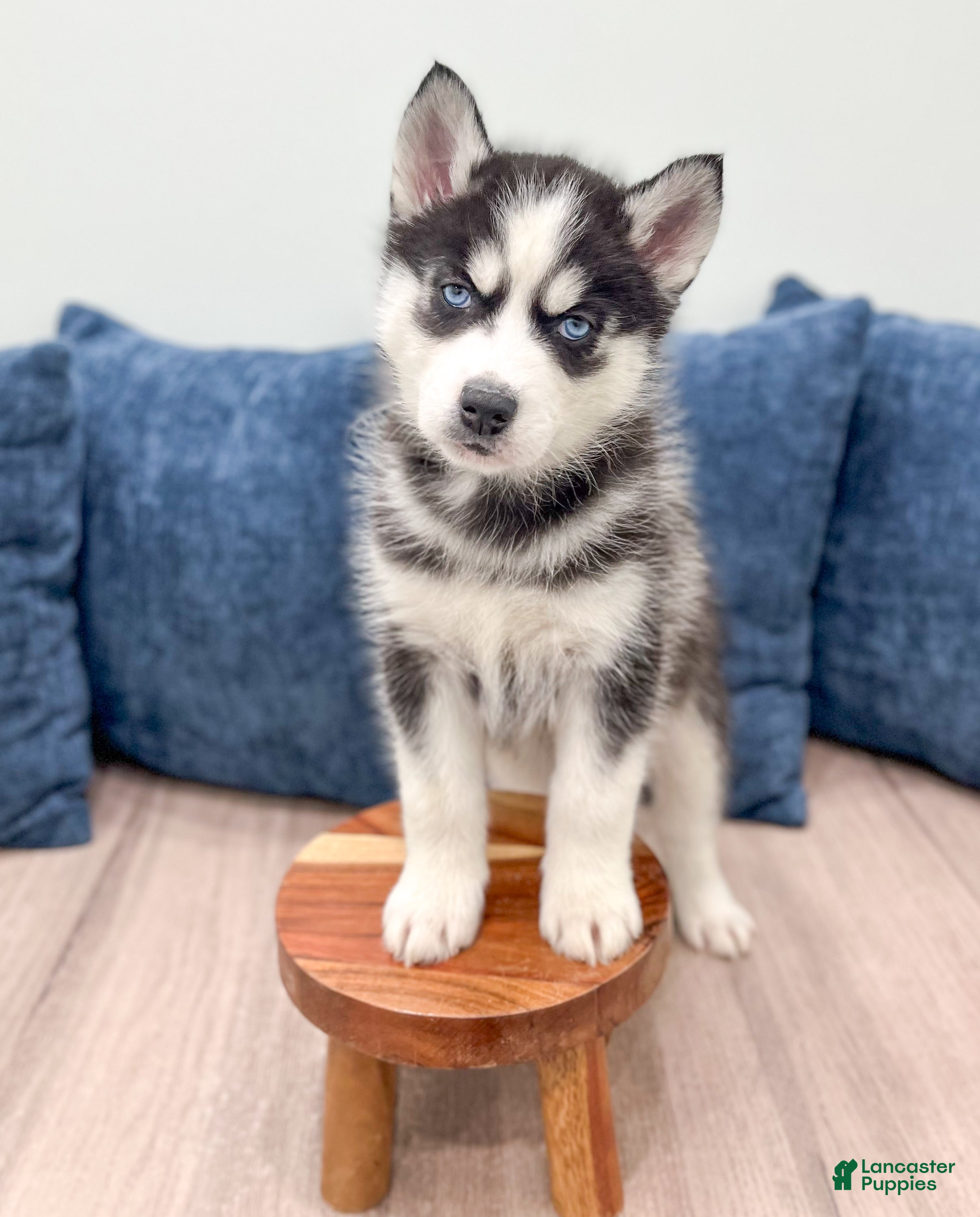 Siberian Husky dogs Tonya - Ad 2