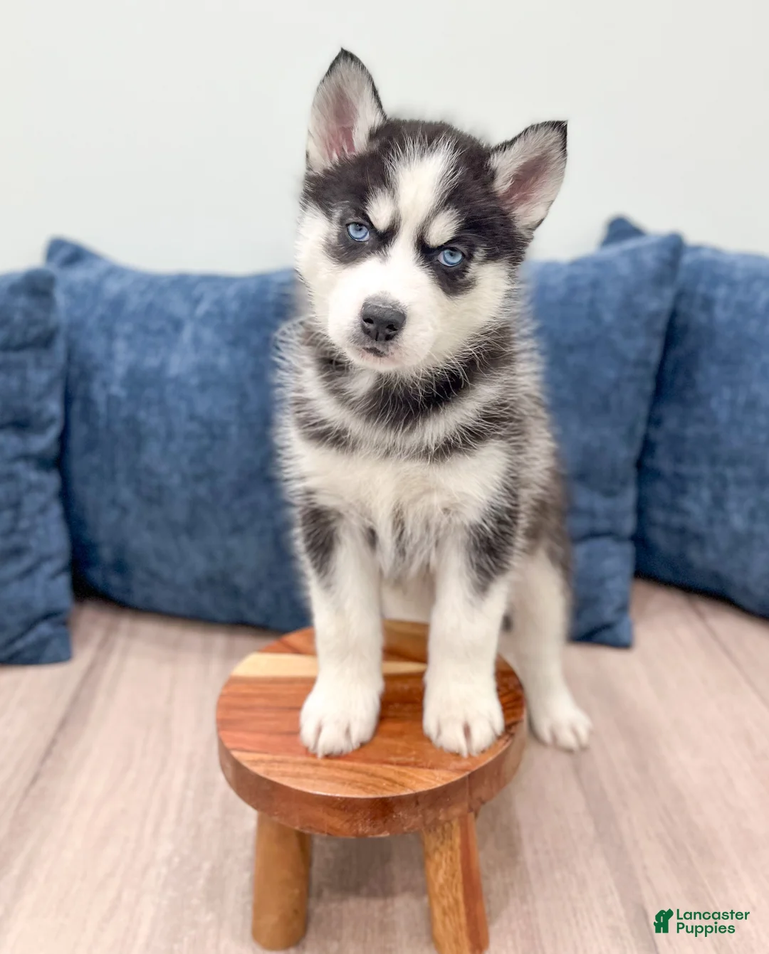 Siberian Husky dogs for sale: Tonya - Ad 2