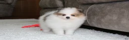 Pomeranian dogs for sale: Leonard - Ad 5