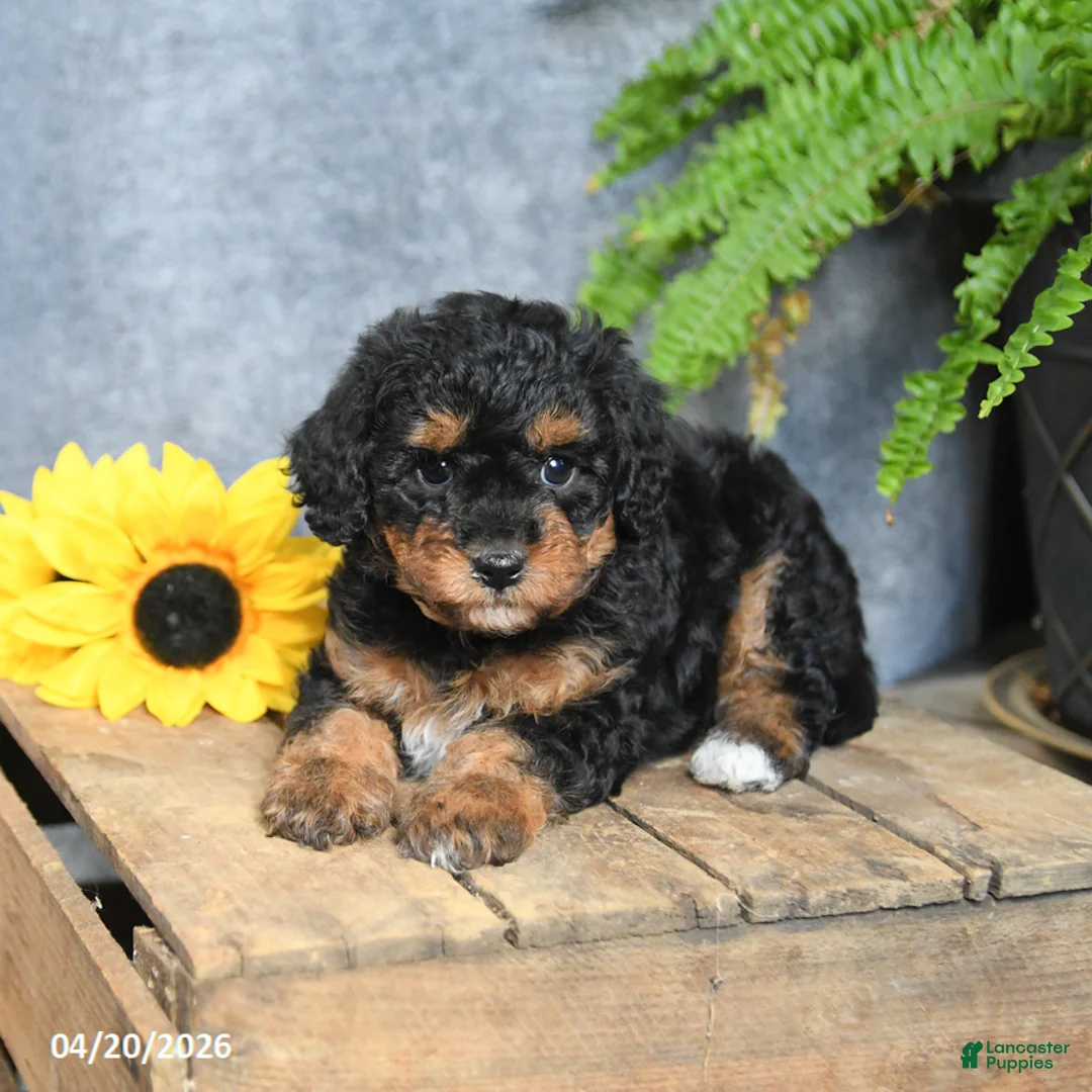 Cavachon dogs for sale: Ko Ko - Ad 2