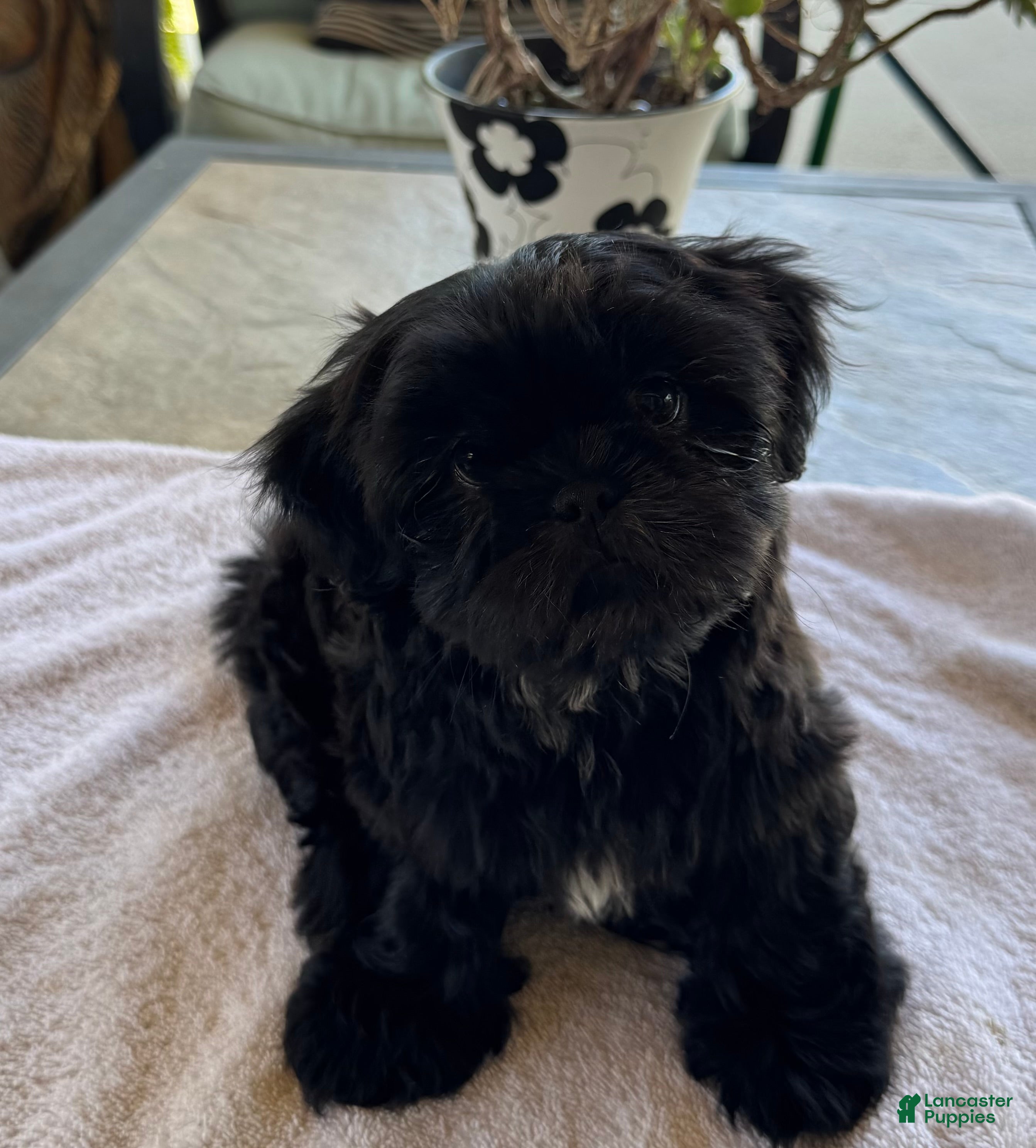 Shih Tzu dogs Shih Tzu 2 - Ad 1