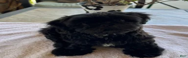 Shih Tzu 2