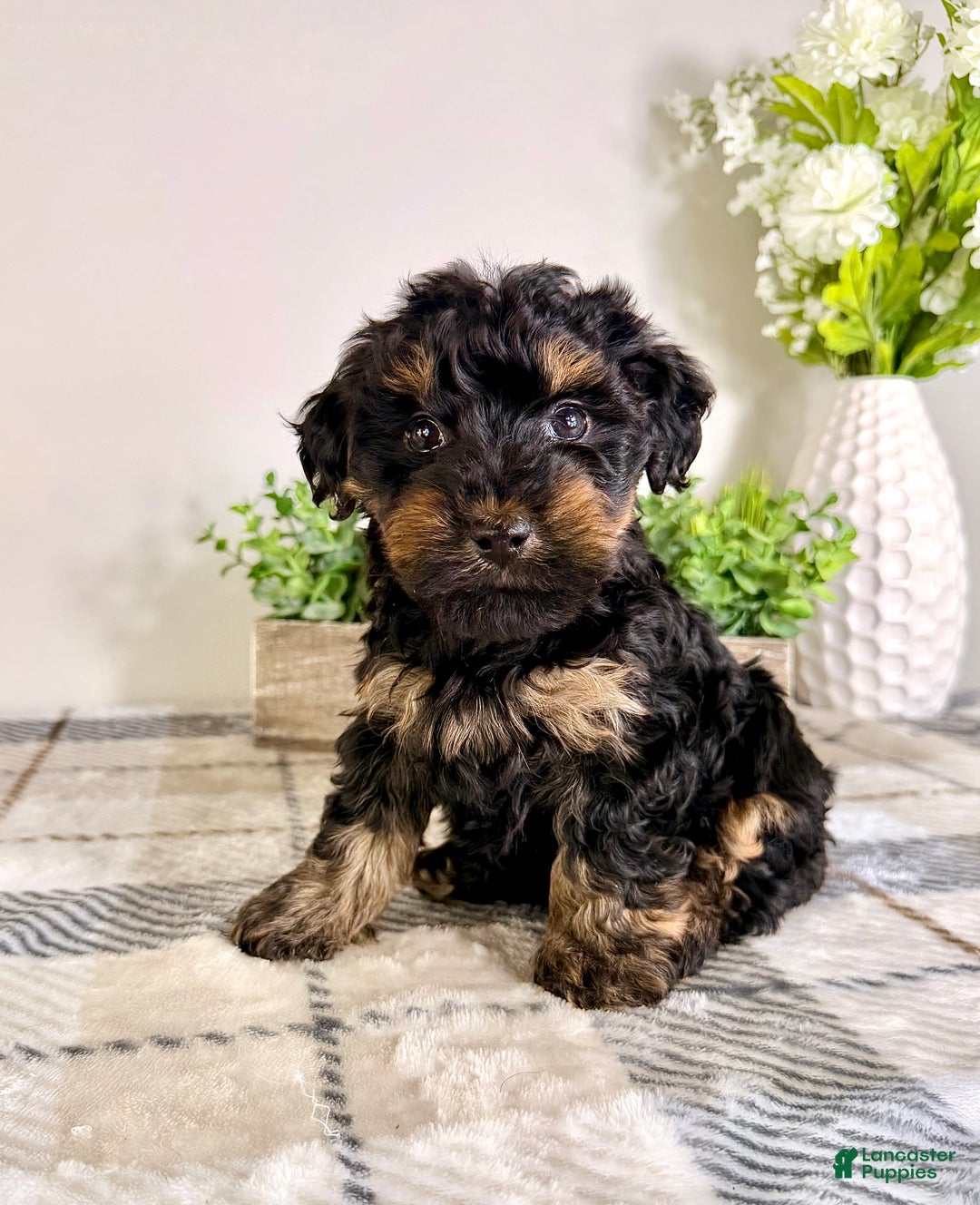 Yorkiepoo dogs for sale: Thea - Ad 1