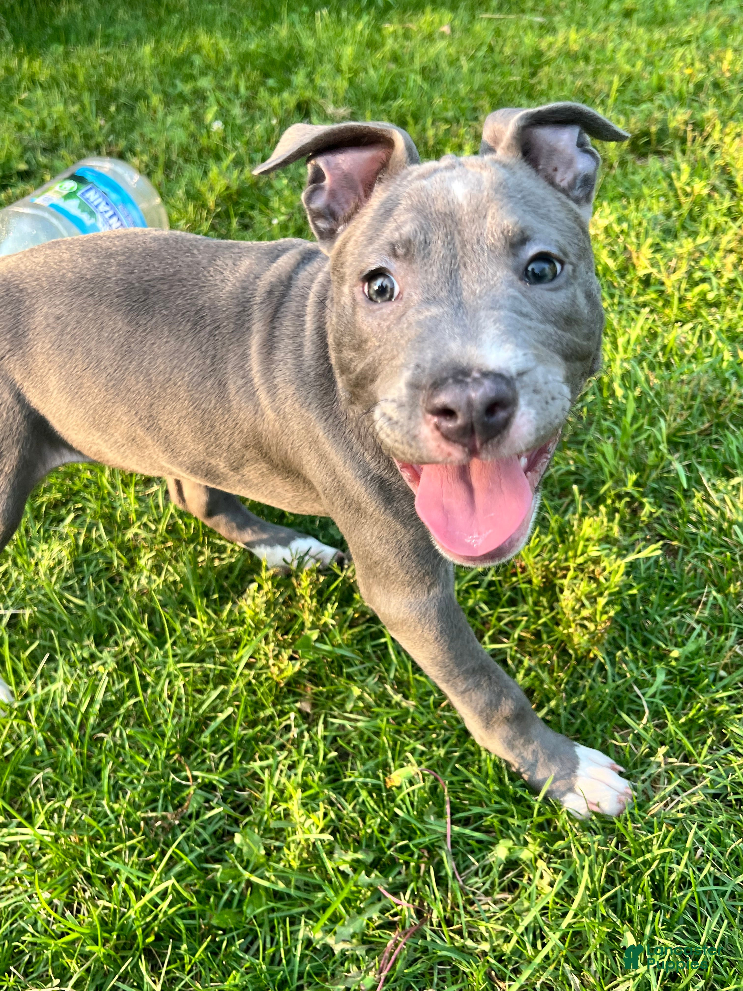 American Pit Bull Terrier dogs American Pit Bull Terrier 1 - Ad 24
