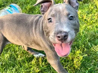 American Pit Bull Terrier dogs American Pit Bull Terrier 1 - Ad 24