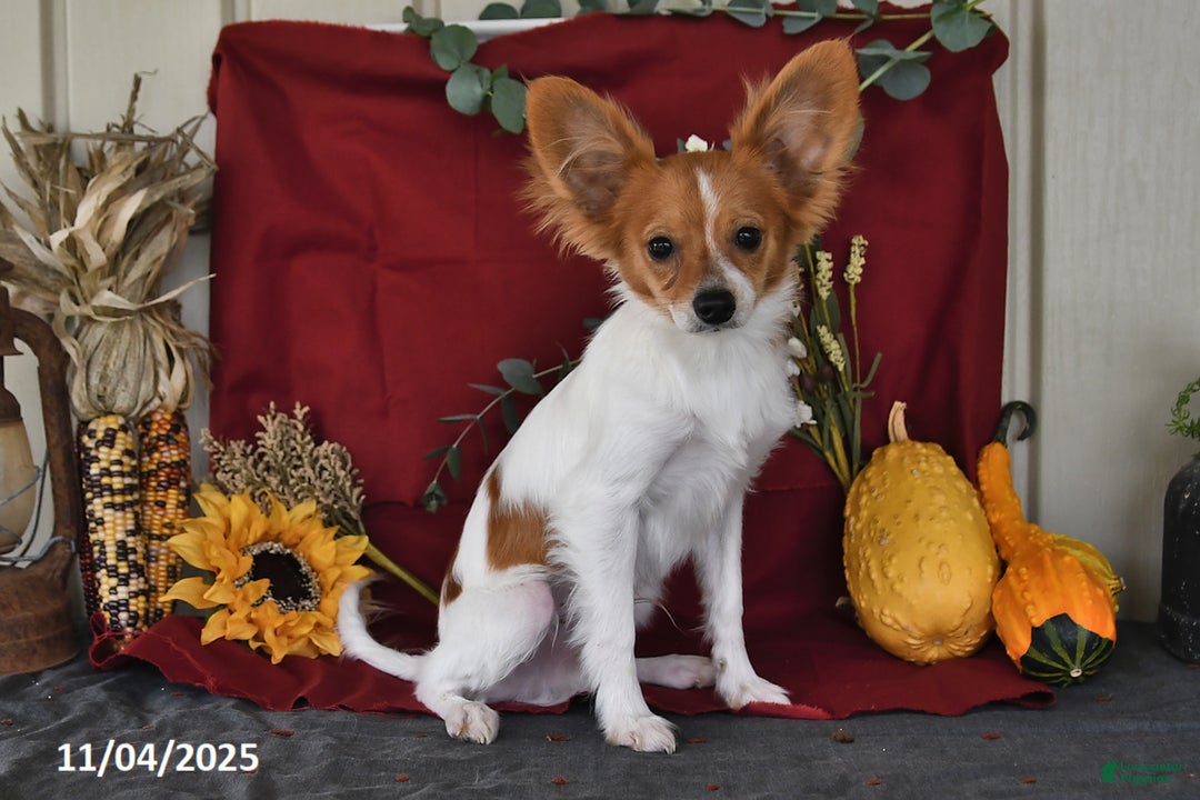 Papillon dogs for sale: Bailey - Ad 3