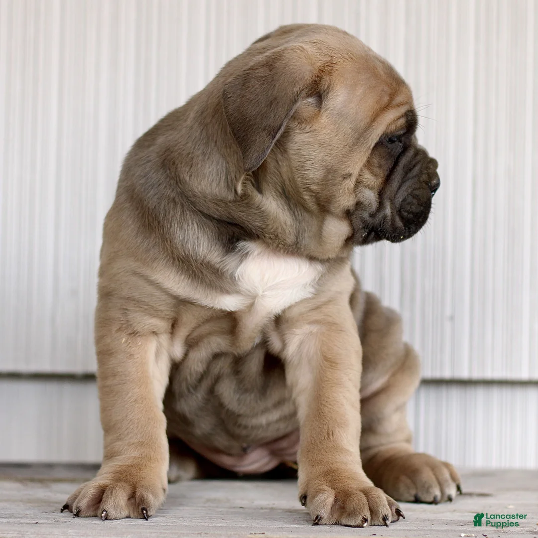 Cane Corso dogs for sale: Nala  - Ad 3