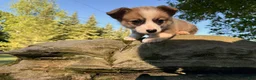 Welsh Corgi Pembroke dogs for sale: Teddy - Ad 13