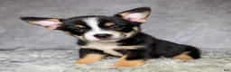 Mixed Breed dogs for sale: Miss Daisy  - Ad 7