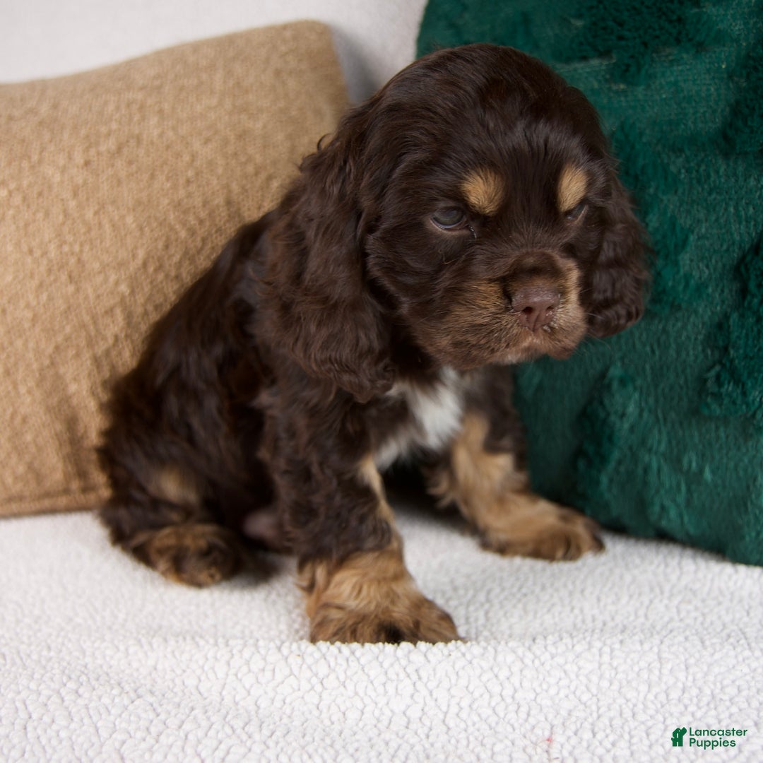 Cocker Spaniel dogs for sale: Riley - Ad 4