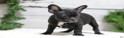 French Bulldog dogs for sale: Casper - Ad 4