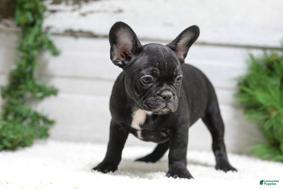 French Bulldog dogs for sale: Casper - Ad 4
