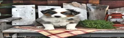 Australian Shepherd dogs for sale: Beau - Ad 2