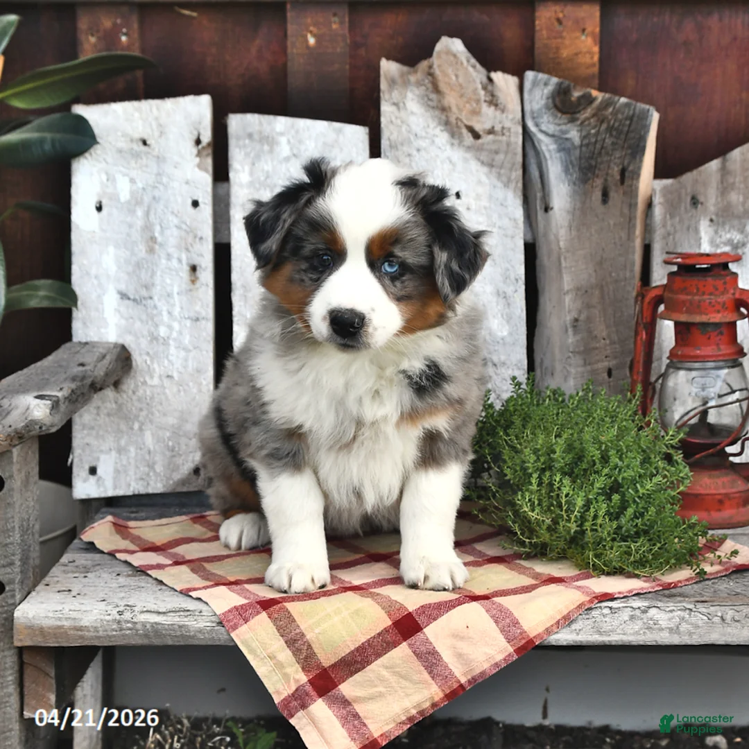 Australian Shepherd dogs for sale: Beau - Ad 2