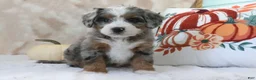 Mini Bernedoodle dogs for sale: Sharon - Ad 4
