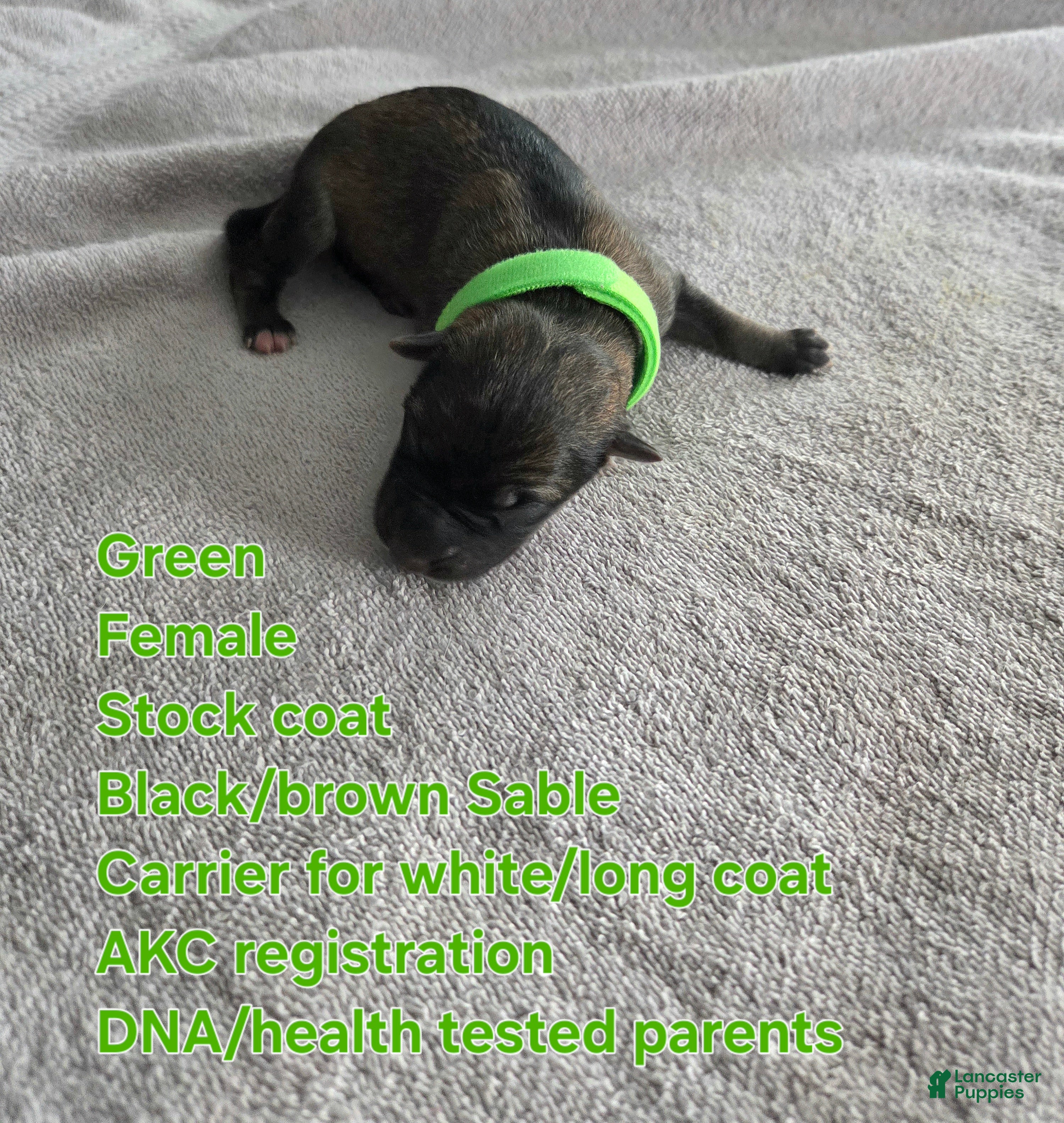 German Shepherd dogs for sale: Green - Ad 3
