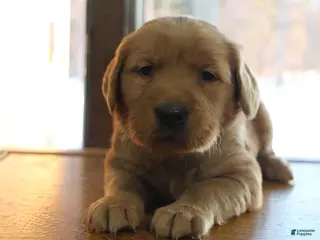 Golden Retriever dogs Rook - Ad 35