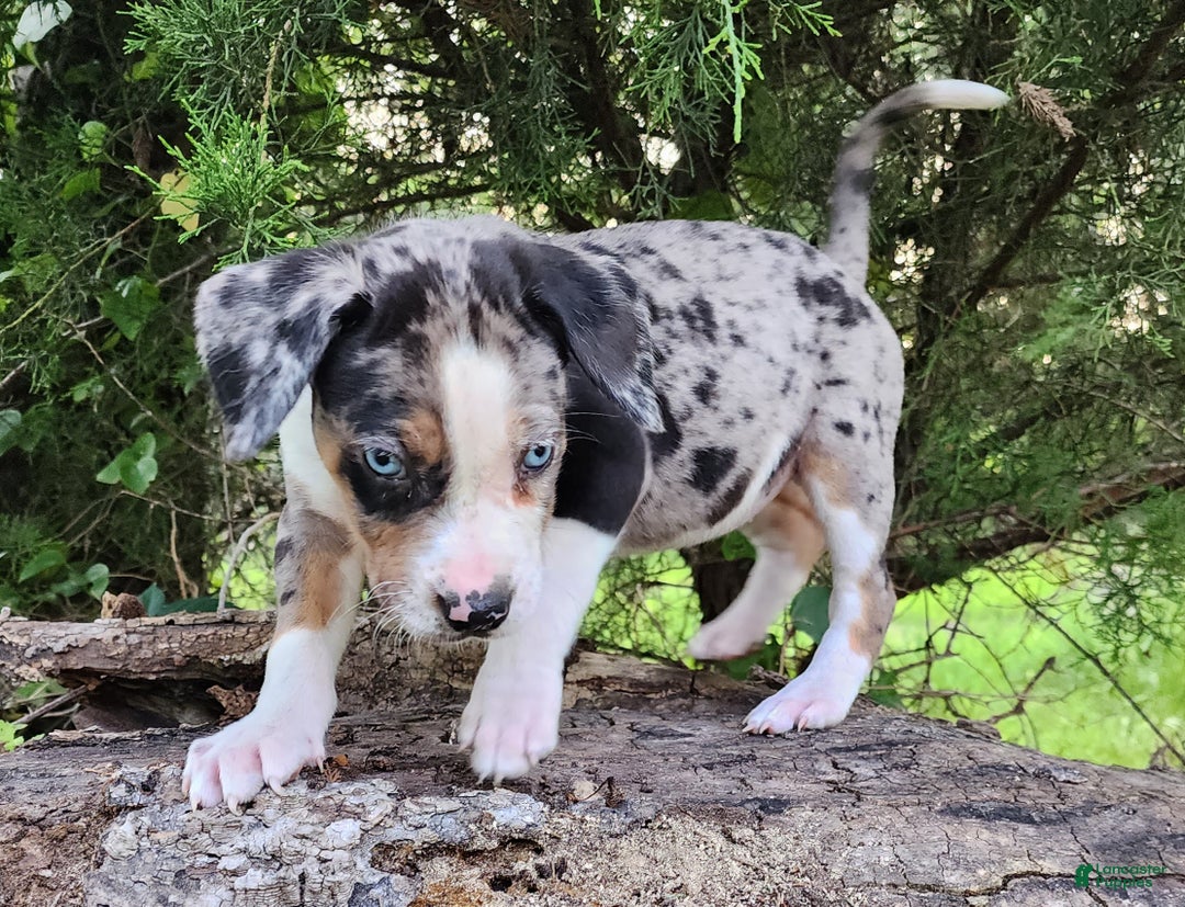 Catahoula Leopard Dog dogs for sale: Duchess 2025 Female 2 - Ad 10