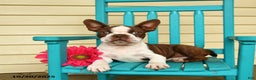 Boston Terrier dogs for sale: Banjo - Ad 3