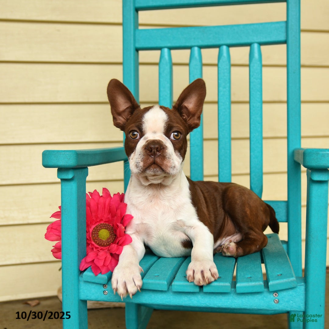 Boston Terrier dogs for sale: Banjo - Ad 3