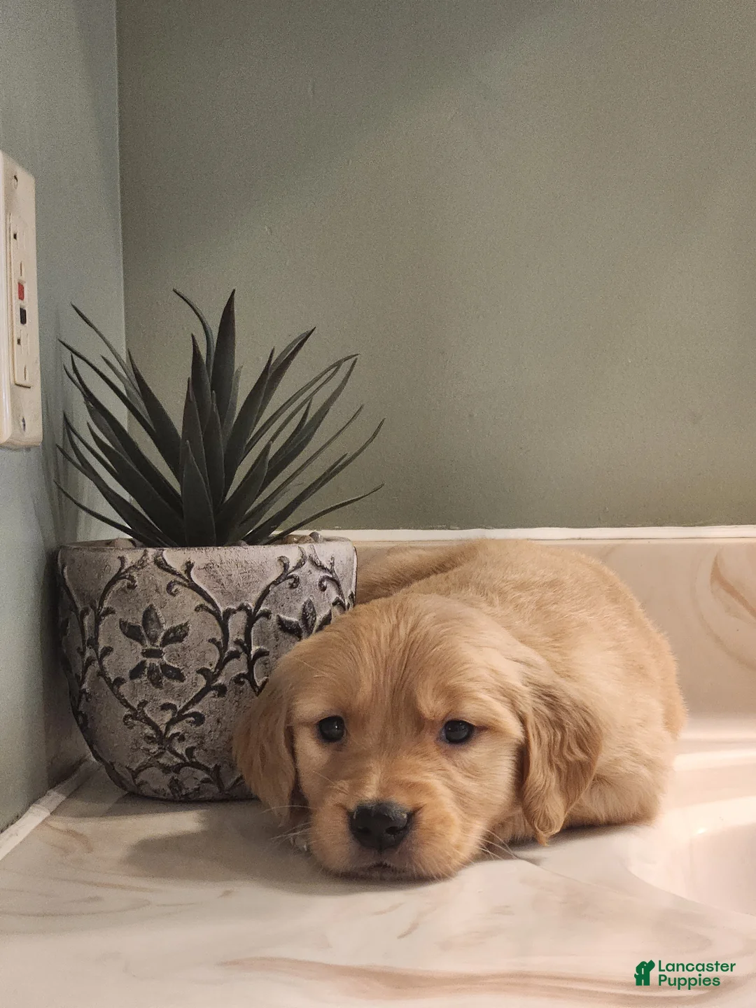 Golden Retriever dogs for sale: Roxy - Ad 1