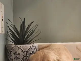 Golden Retriever dogs for sale: Roxy - Ad 2