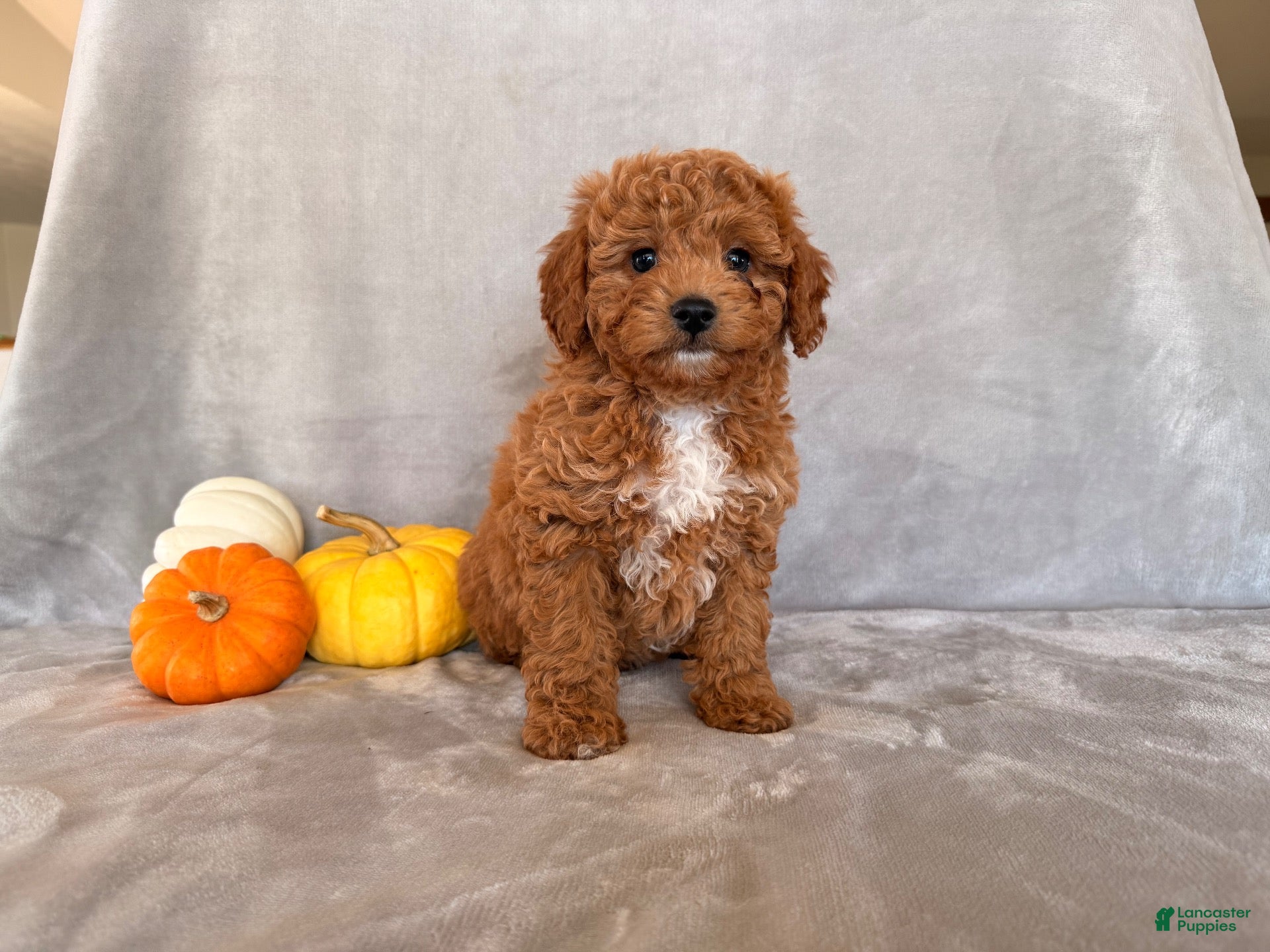 Cavapoo dogs for sale: Charlie Brown - Ad 4