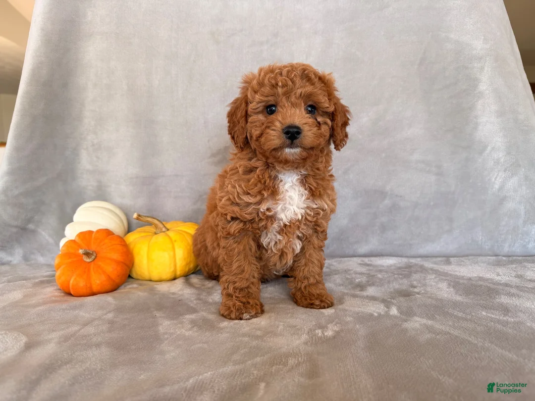 Cavapoo dogs for sale: Charlie Brown - Ad 1