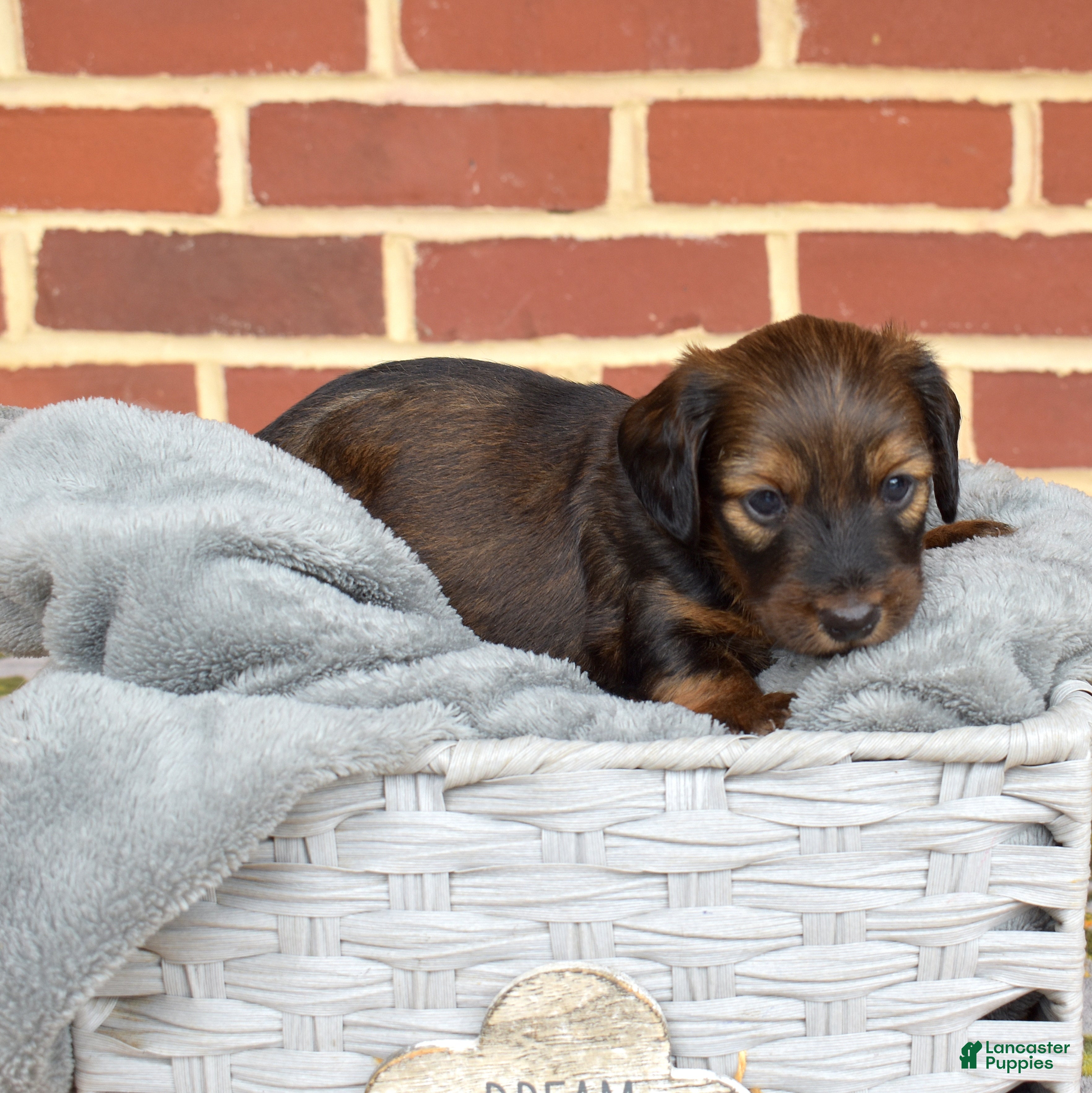 Miniature Dachshund dogs Cocoa - Ad 2