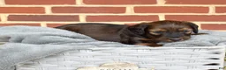 Miniature Dachshund dogs for sale: Cocoa - Ad 2