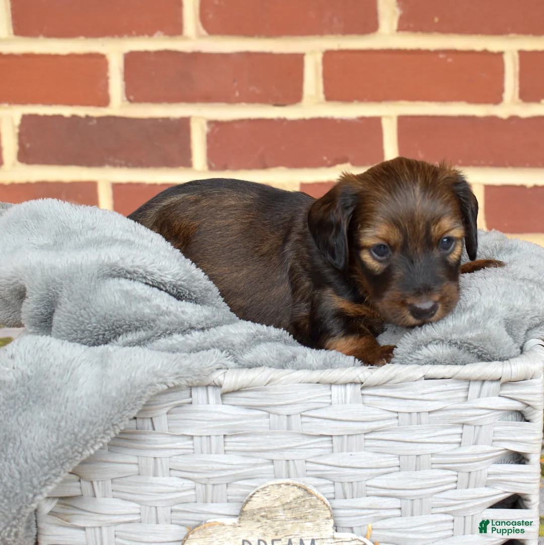 Miniature Dachshund dogs for sale: Cocoa - Ad 2