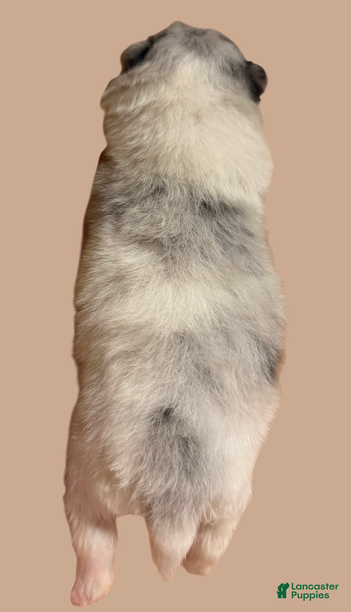 Pomeranian dogs Pomeranian Puppy 1 - Ad 2