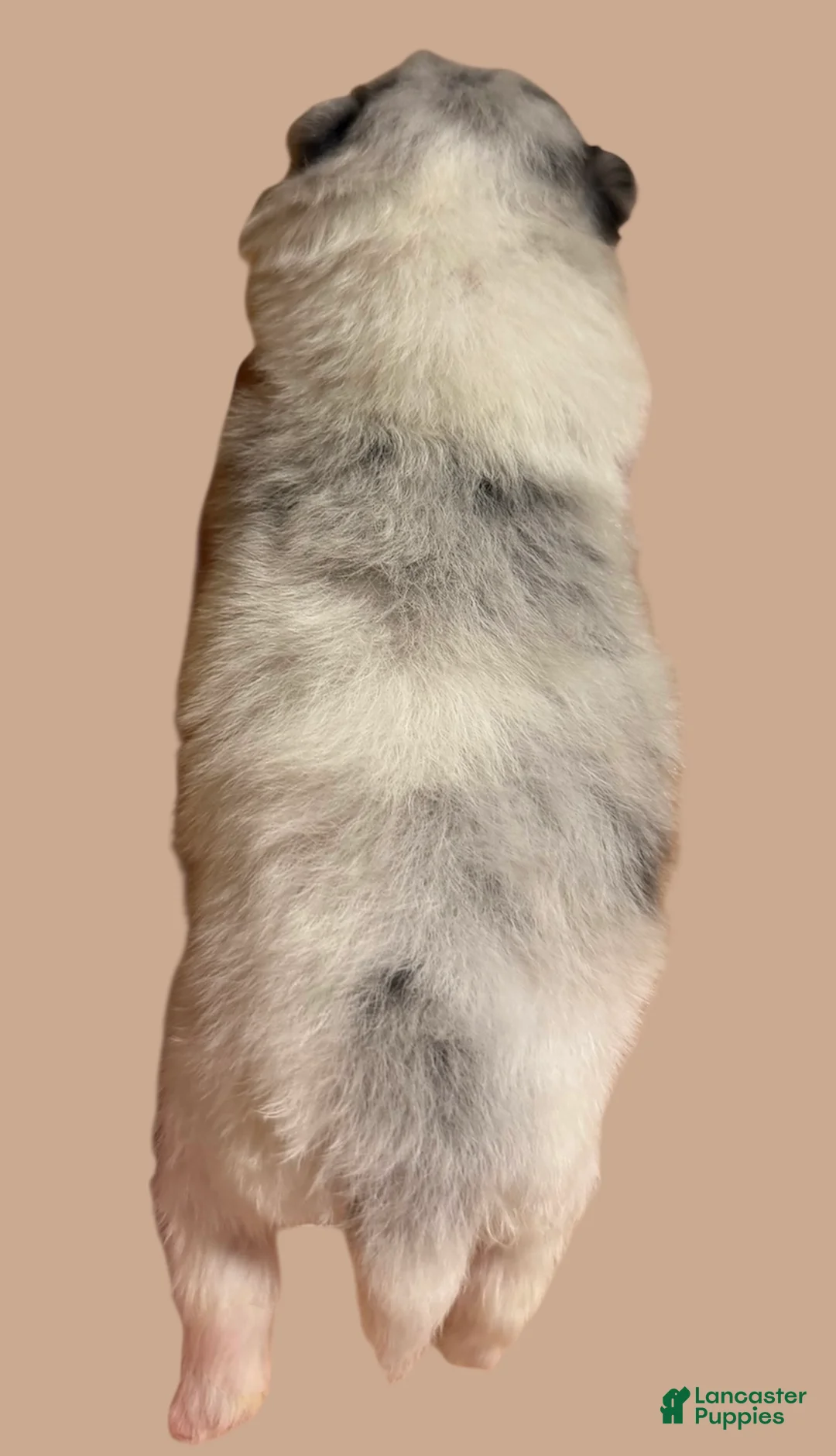 Pomeranian dogs for sale: Pomeranian Puppy 1 - Ad 2