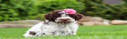 Lagotto Romagnolo dogs for sale: Penny - Ad 3