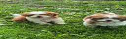 Shih Tzu dogs for sale: Shih Tzu 4 - Ad 12