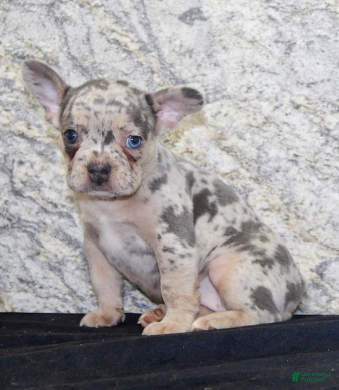 French Bulldog dogs for sale: Gracie - Ad 2