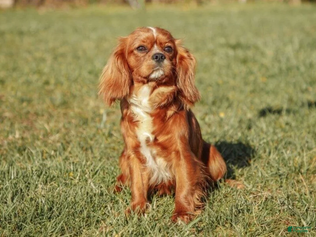 Cavapoo dogs for sale: Jody - Ad 5