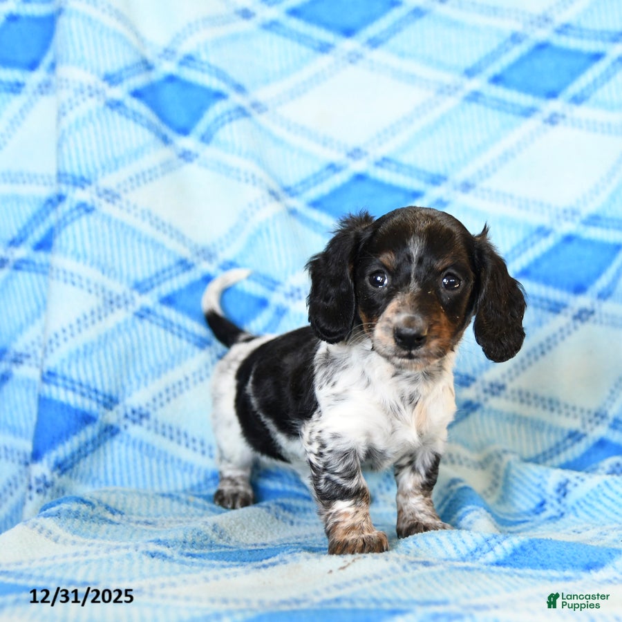 Miniature Dachshund dogs Sprinkles - Ad 38